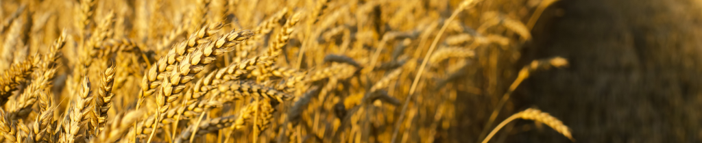 Harvest Baisakhi