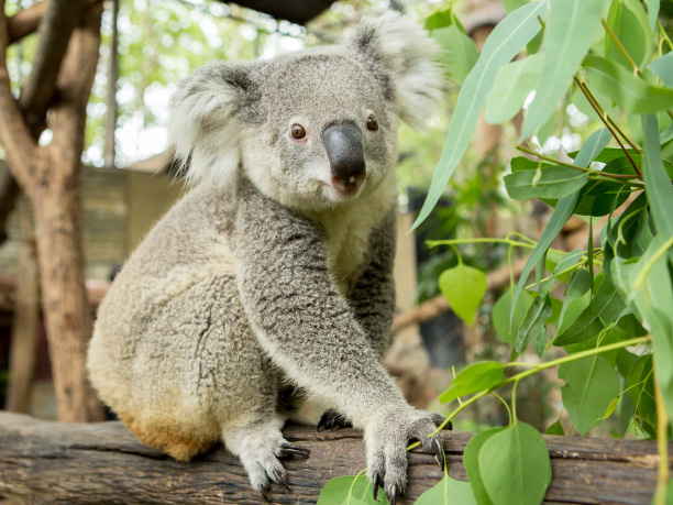 Koala Sancturary