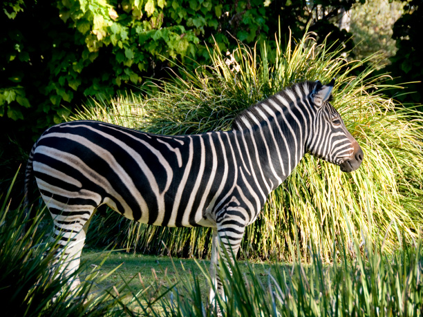 Adelaide_Adelaide Zoo