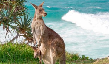 Adelaide_Kangaroo Island